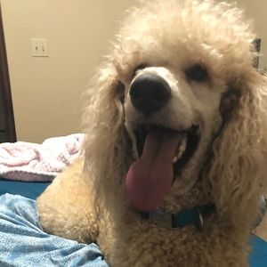 Meet your Posher, Jessica